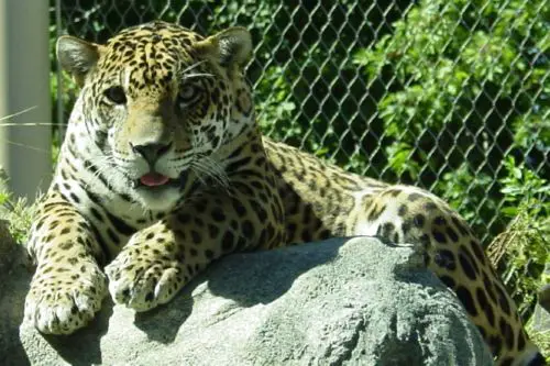 Jaguar  Stone Zoo