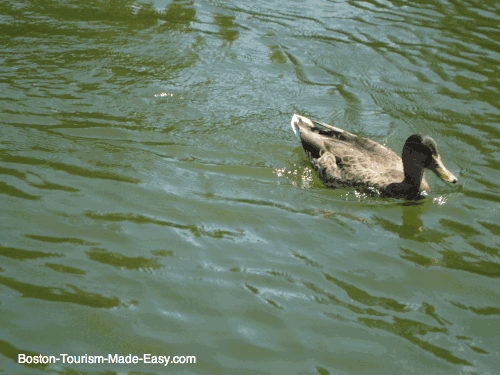 swan swimming on a lake