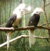 two beautiful birds in franklin zoo