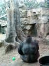 an ape sitting in his home in franklin zoo